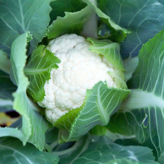 Self Blanching Cauliflower Seeds - Non-GMO Vegetable Seeds - Brassica oleracea