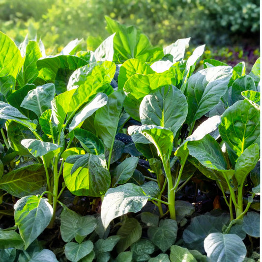 Kai-lan Seeds | Chinese Broccoli | White-flowering Variety | Brassica oleracea var. alboglabra