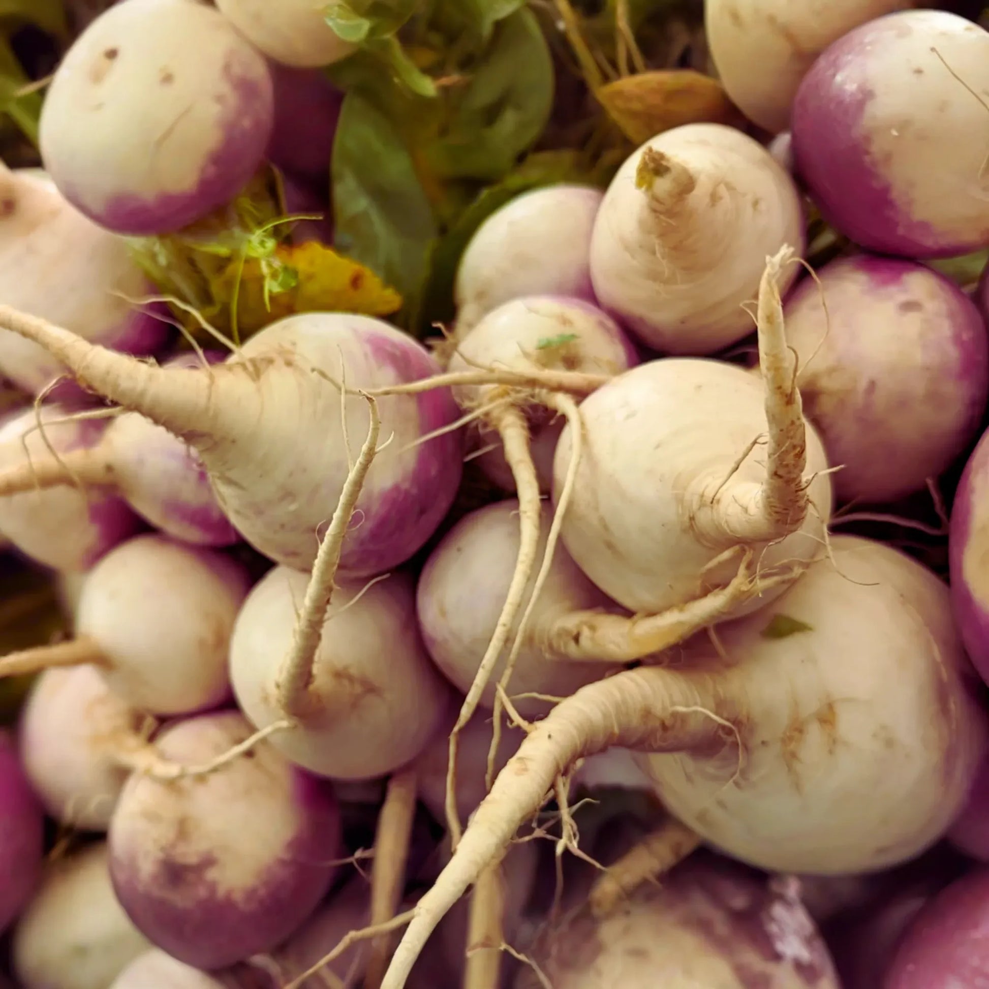 Purple Top White Globe Turnip Seeds - Royal Crown - Vegetable Seeds - Brassica rapa
