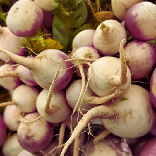 Purple Top White Globe Turnip Seeds - Royal Crown - Vegetable Seeds - Brassica rapa