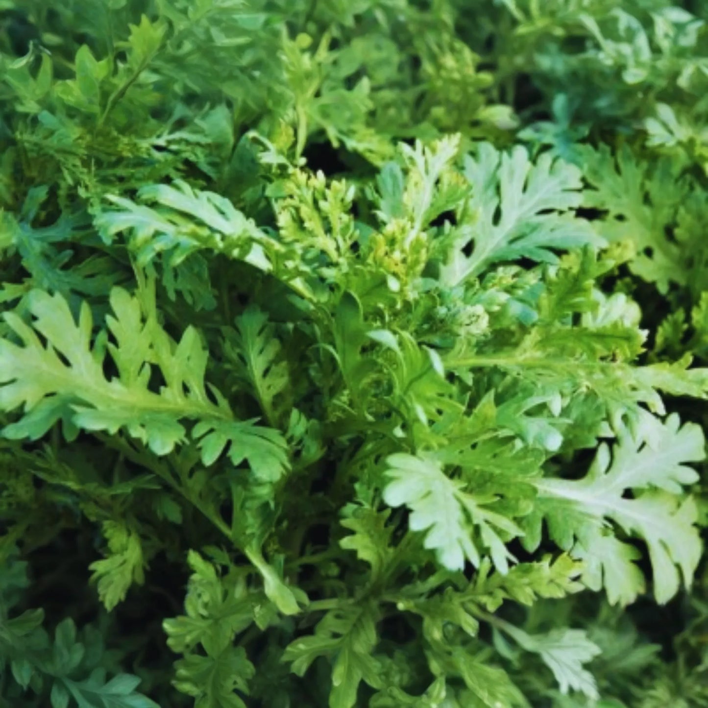 Tong Ho Seeds | Crown Daisy Seeds | Glebionis Coronaria Green | Edible Chrysanthemum Seeds