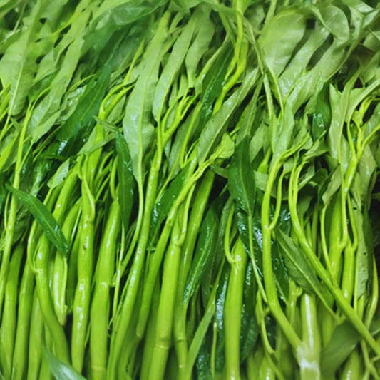 Thai Water Spinach Seeds - Ong Choy Kangkong - Big Leaf, White Stem - Ipomoea aquatica