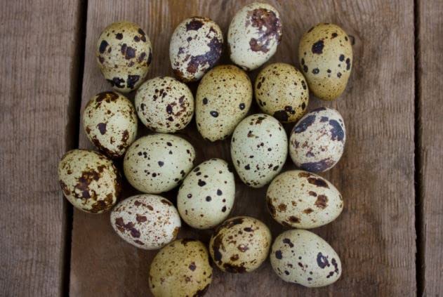 Jumbo Coturnix Quail Eggs for Hatching, Fertile Quail Eggs from Quality Monitored Flocks Birds Reach Jumbo Size Within 10 Weeks