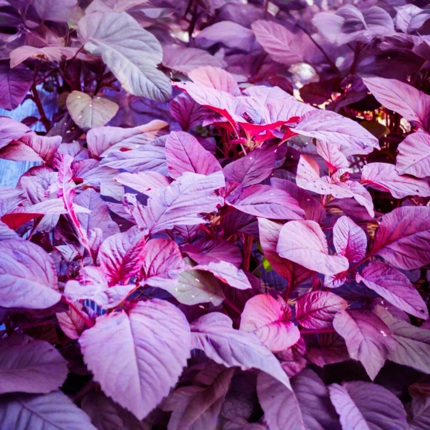 Red Amaranth Seeds | Edible Amaranth, Chinese Spinach, Yin Choi | Stripe Leaf Variety | Amaranthus gangeticus