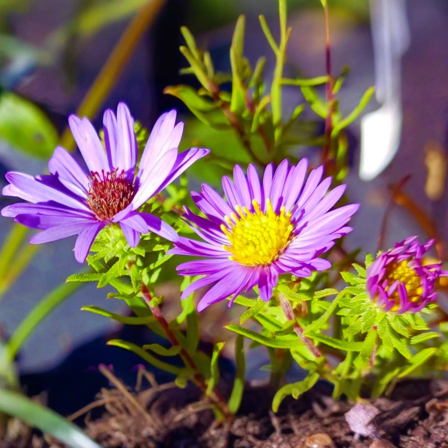 Aromatic Aster Seeds - Fall Aster - Wild Blue Aster - Symphyotrichum oblongifolium - Flower Seeds