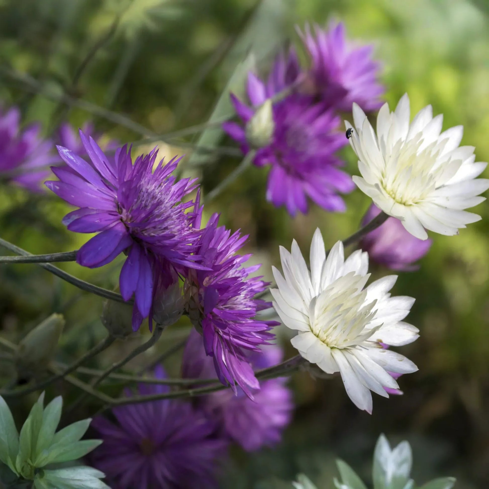 Everlasting Flower Seeds - Double Mix - Xeranthemum Annuum - Drought-Tolerant, Colorful Blooms for Garden