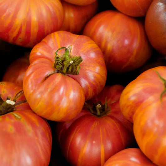Big Rainbow Tomato Seeds | Non-GMO Rainbow Beefsteak Variety | Heirloom Vegetable Seeds