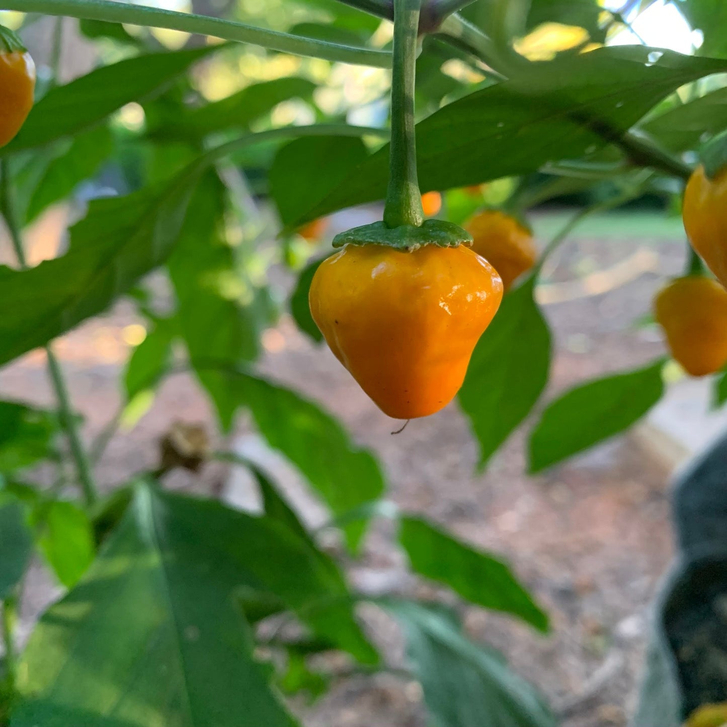 Yellow Hinkelhatz Pepper - Seeds