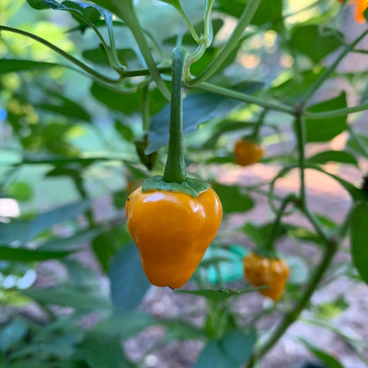 Yellow Hinkelhatz Pepper - Seeds