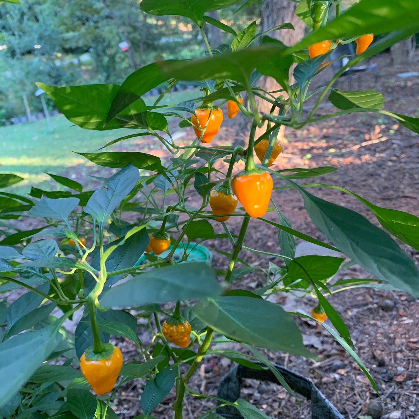 Yellow Hinkelhatz Pepper - Seeds