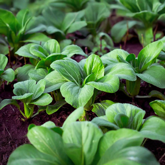 Baby Choi Seeds | Non-GMO Pak Choi, Bok Choy Cabbage | Vegetable Garden Seeds | Brassica rapa var. chinensis
