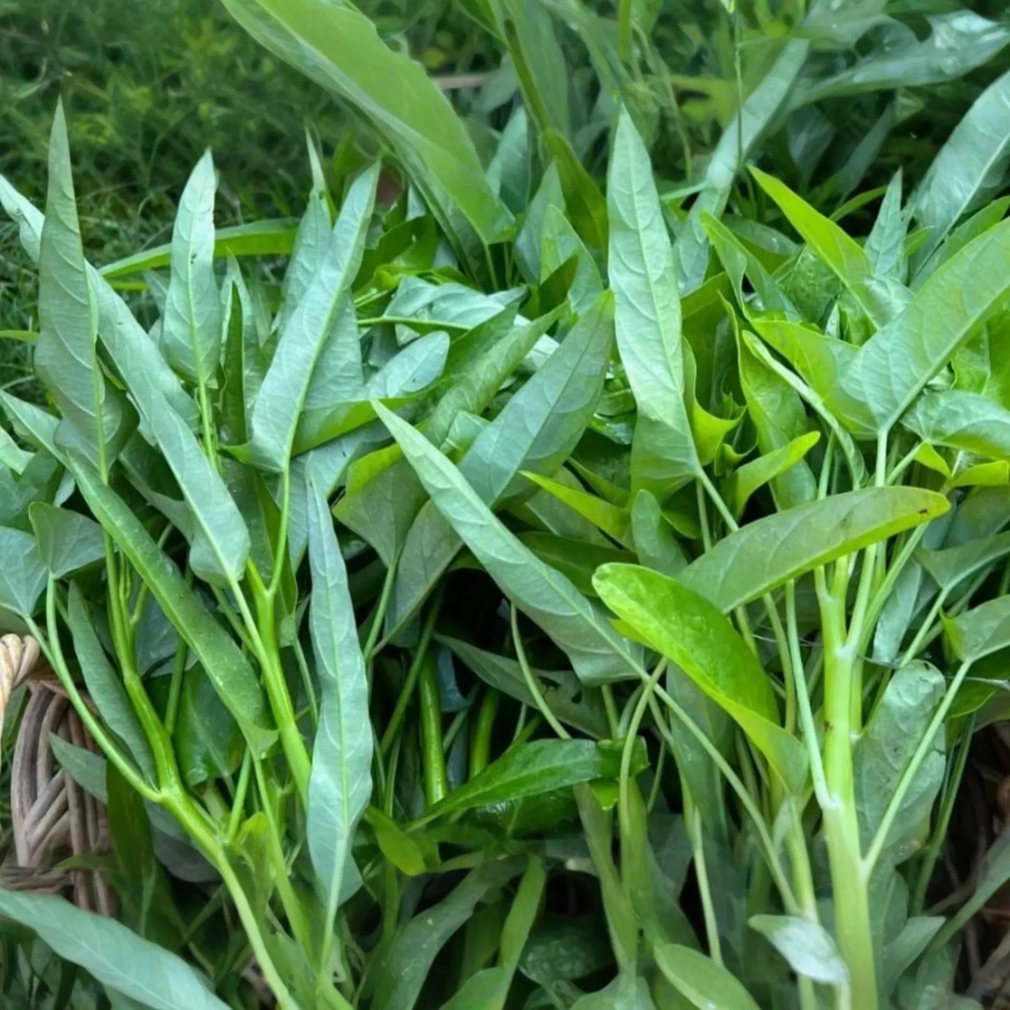 Thai Water Spinach Seeds - White Stem Ong Choy Kangkong Kong Xin Cai - Fast Growing Aquatic Vegetable Seeds