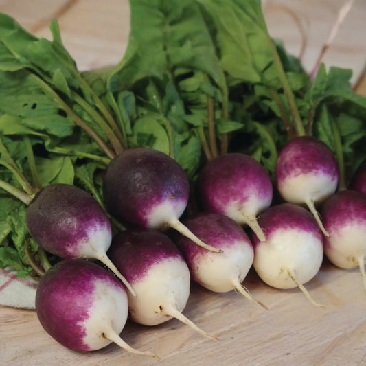 Purple Plum Radish Seeds - 200 Seeds - Purple Skin White Flesh - Raphanus sativus