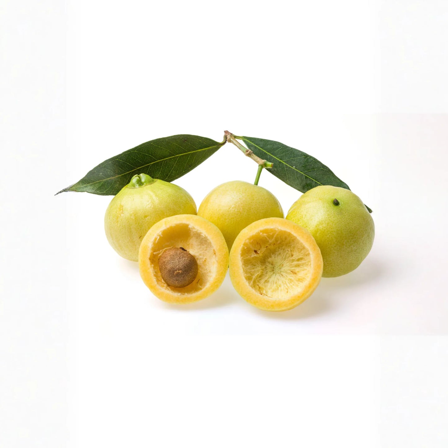 Rose Apple (Syzygium jambos)