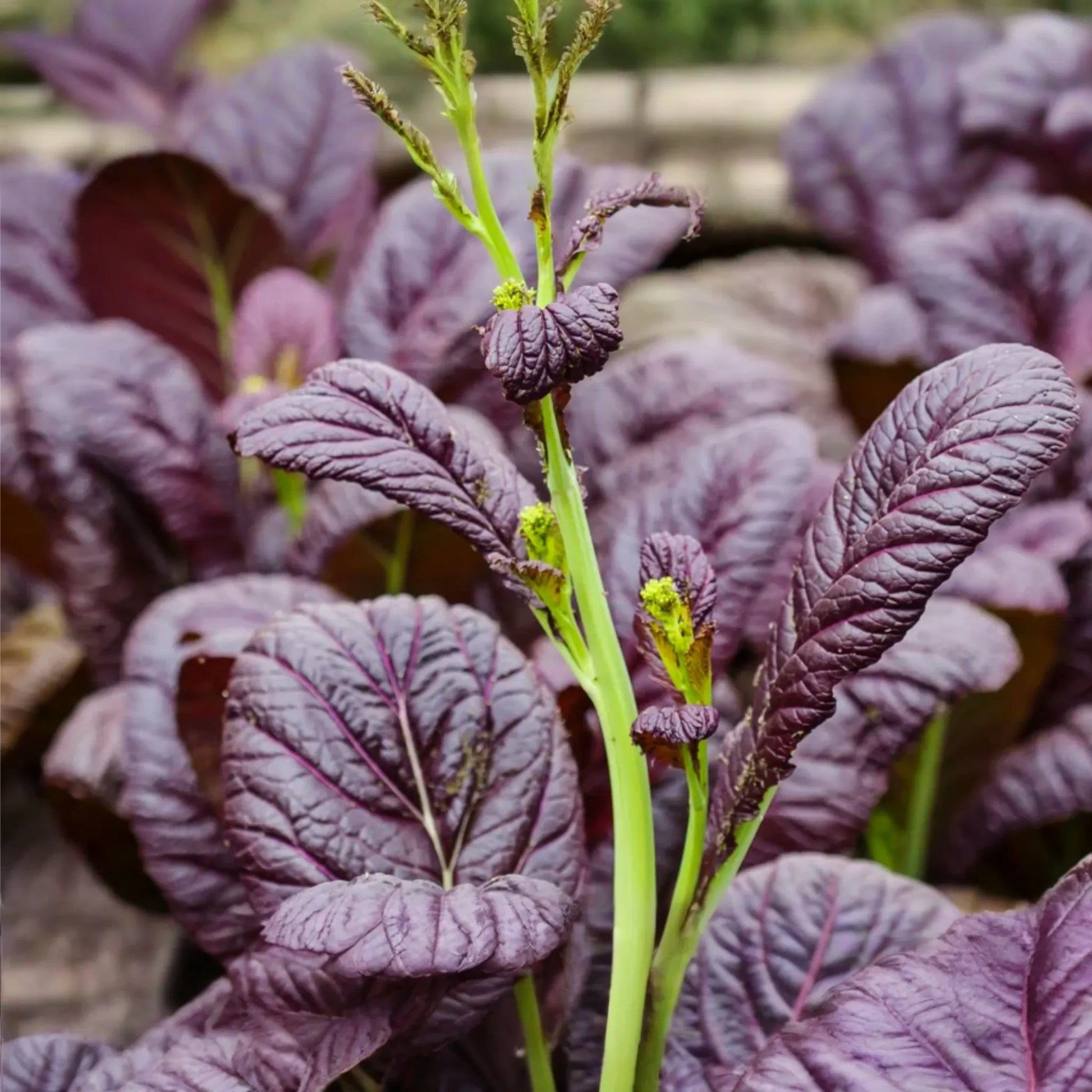 Mixed Greens Seeds | Mesclun Mix | Arugula, Kale, Mizuna, Purple Osaka Mustard, Tatsoi | Brassica oleracea & others