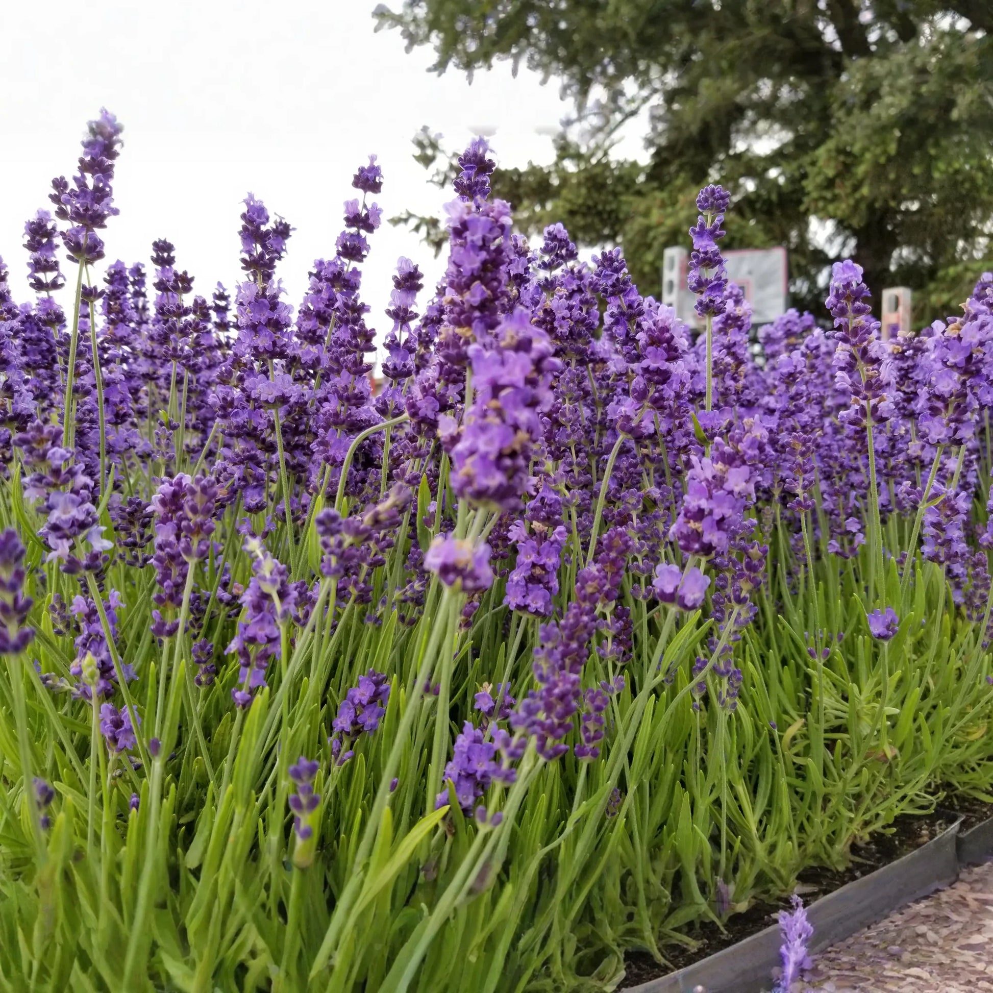 Live Hidcote Lavender Plant - Hardy Purple Flowering Herb Garden