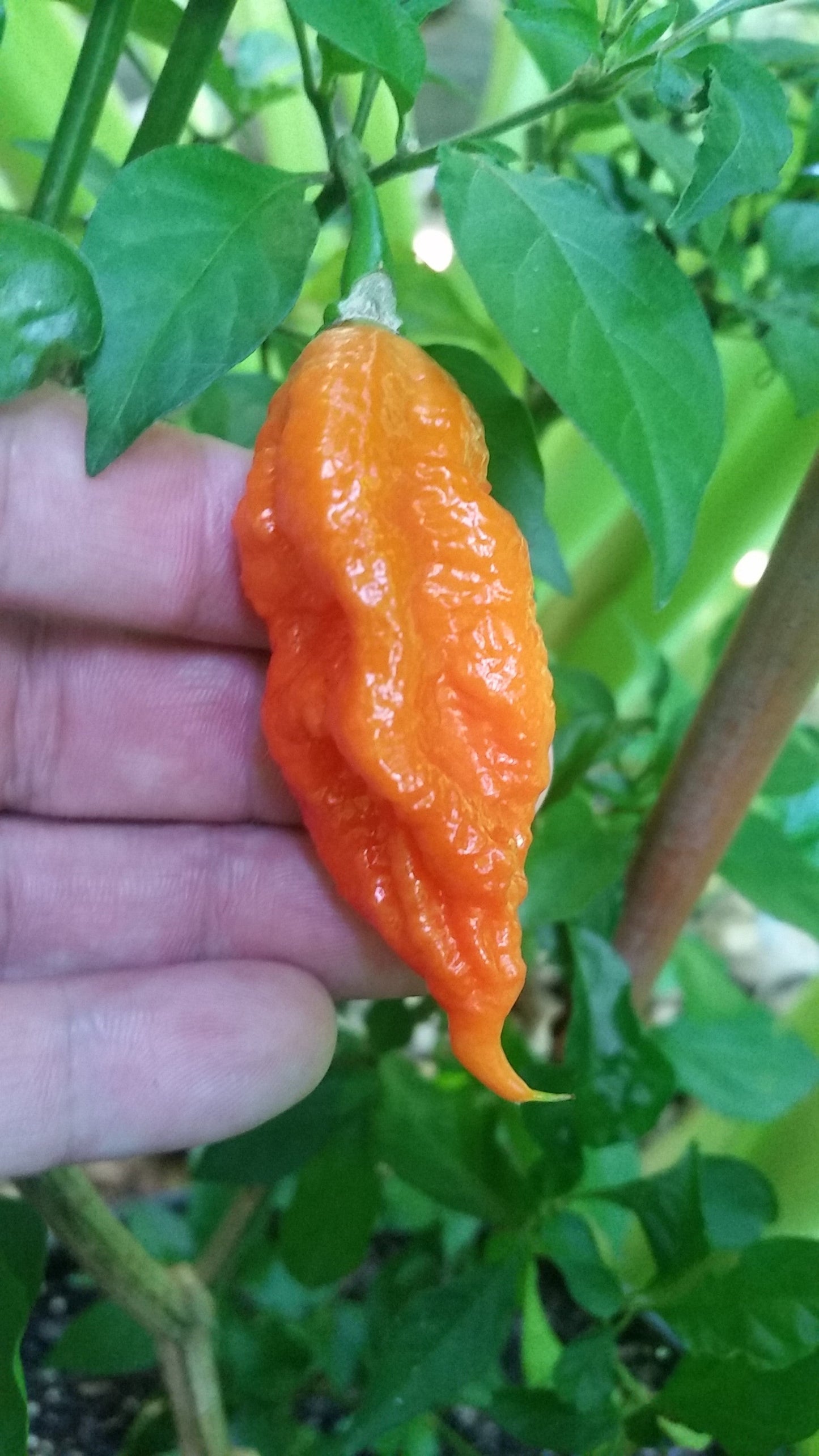 Bhut Jolokia Ghost - Seeds