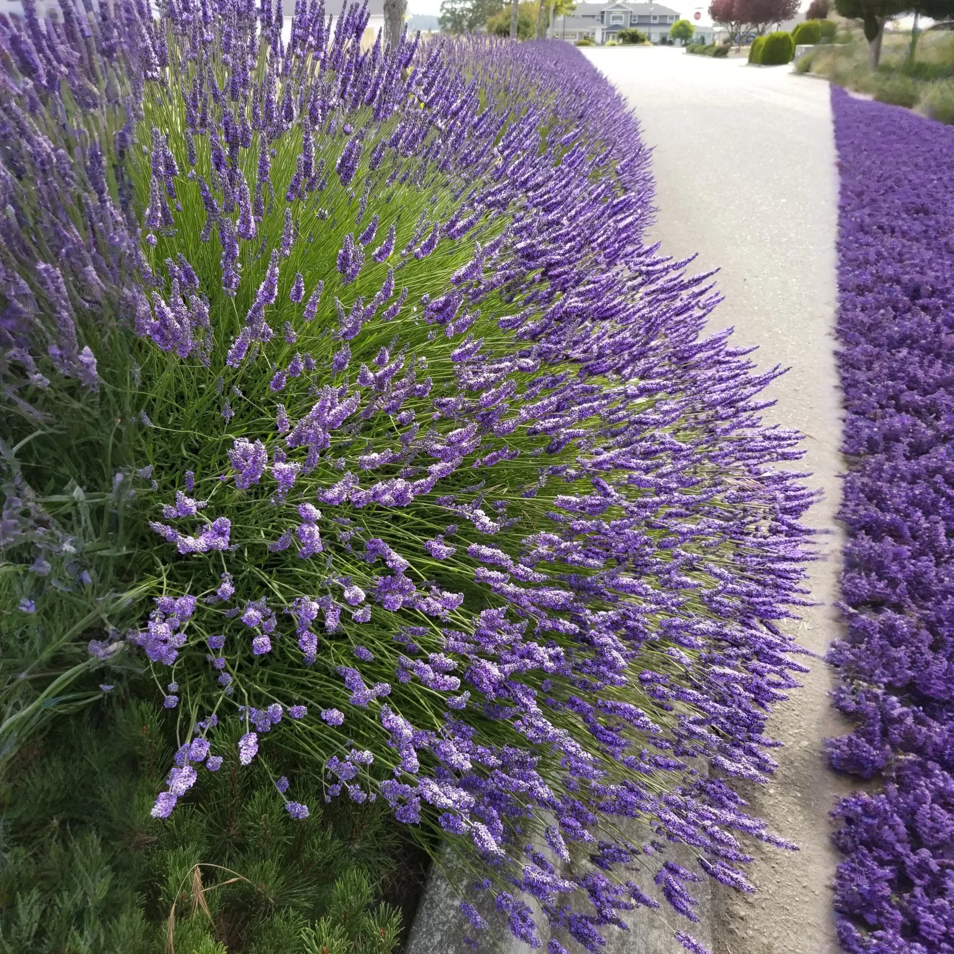 Grosso Lavender Plant Live 2.5QT Pot Herb Garden Aromatherapy