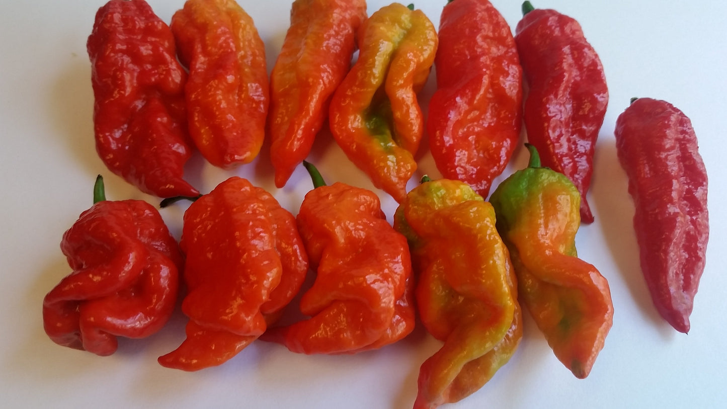Bhut Jolokia Ghost - Seeds