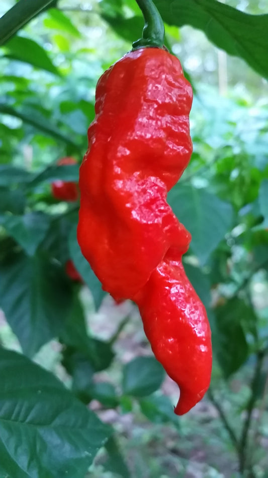 Bhut Jolokia Ghost - Seeds