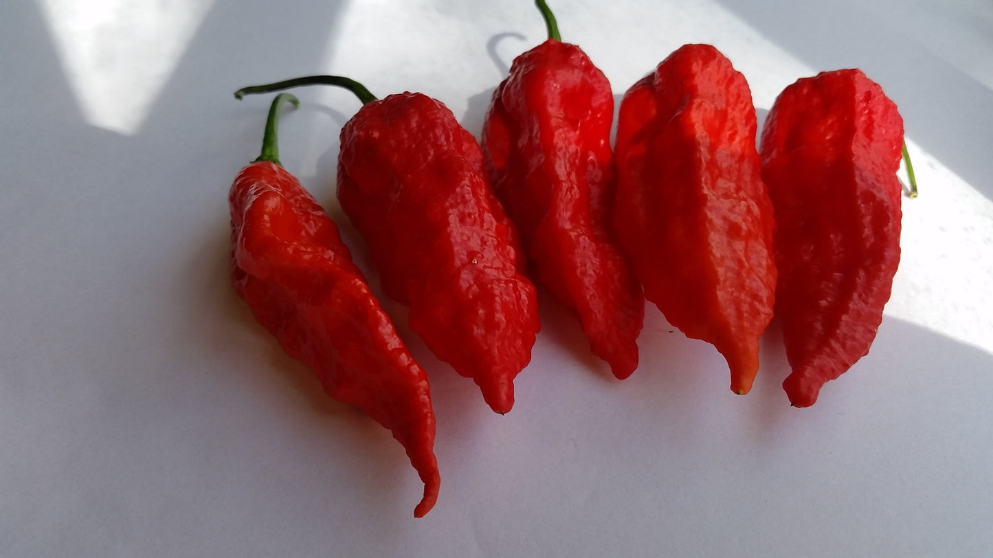 Bhut Jolokia Ghost - Seeds