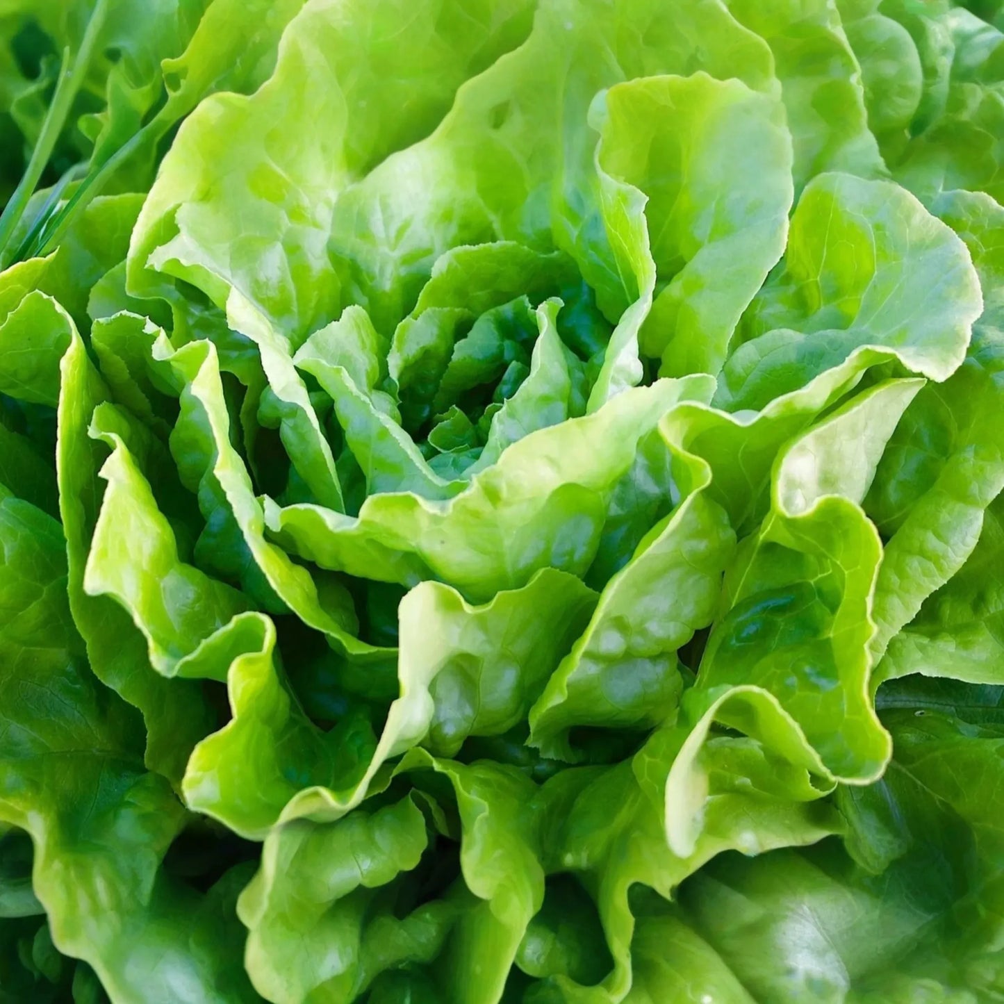 Butterhead Lettuce Seeds | Kagraner Sommer Variety | Non-GMO Summer Lettuce Seeds | Lactuca sativa