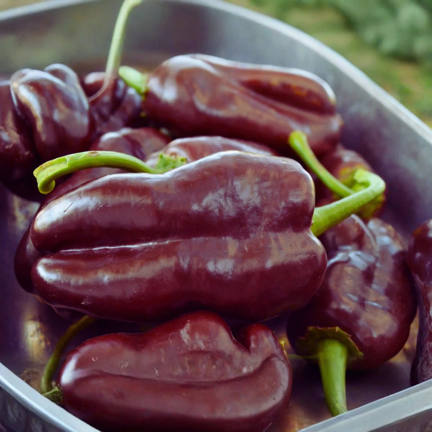 Sweet Chocolate Bell Pepper Seeds | 50+ Heirloom Seeds | Capsicum annuum | Chocolate Beauty Variety