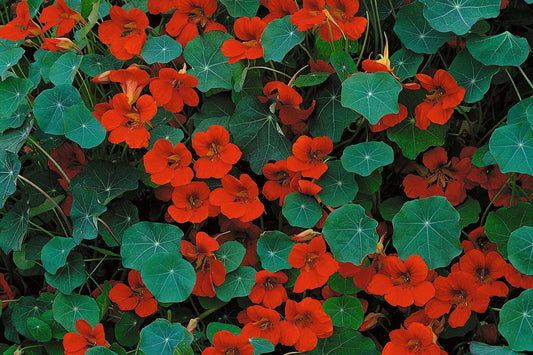 Empress Of India Nasturtium Seeds | Crimson Blooms | Edible Flowers | Non-GMO | | Compact & Fragrant