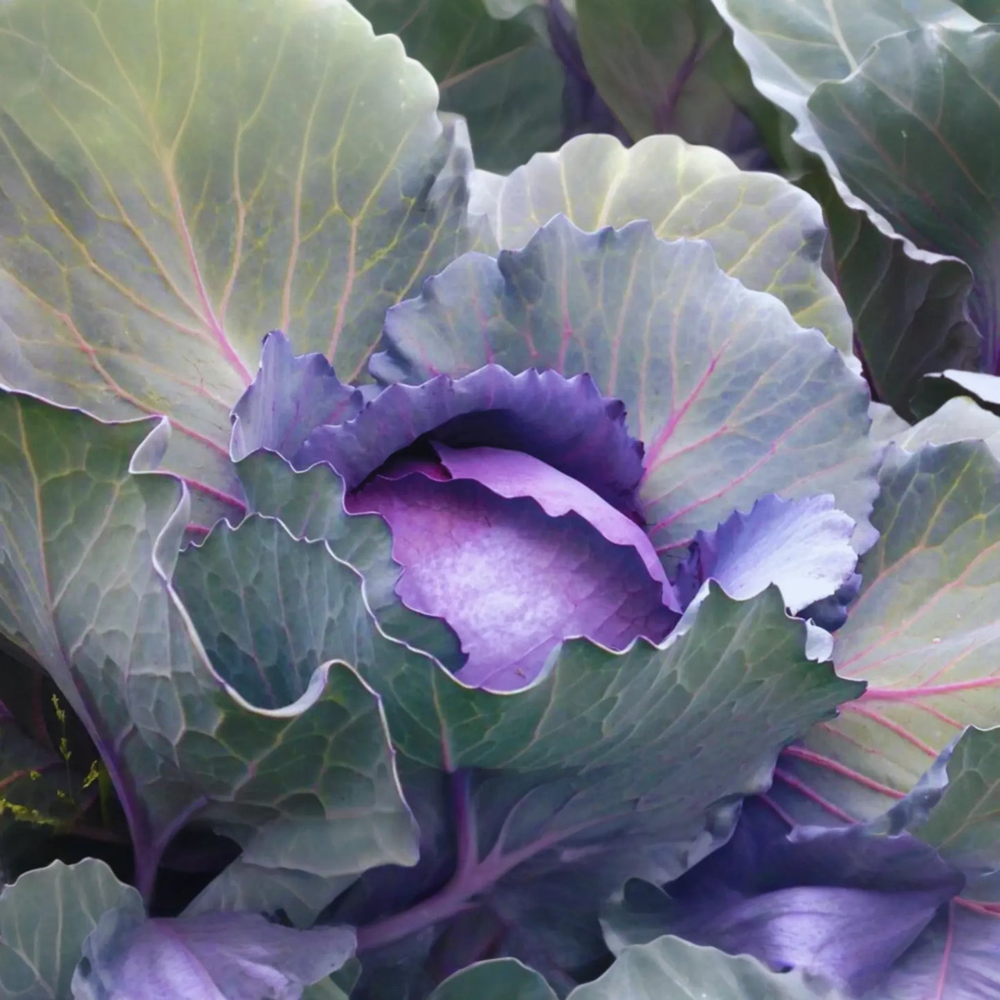 Red Acre Cabbage Seeds - Non-GMO, Heirloom Variety, 100 Seeds, Brassica oleracea var. capitata