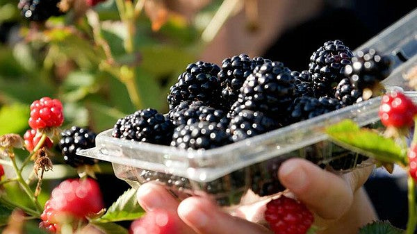 Blackberry, Thorn-free 'Sweet-Ark® Immaculate™' (12-18 inch bare root plant)