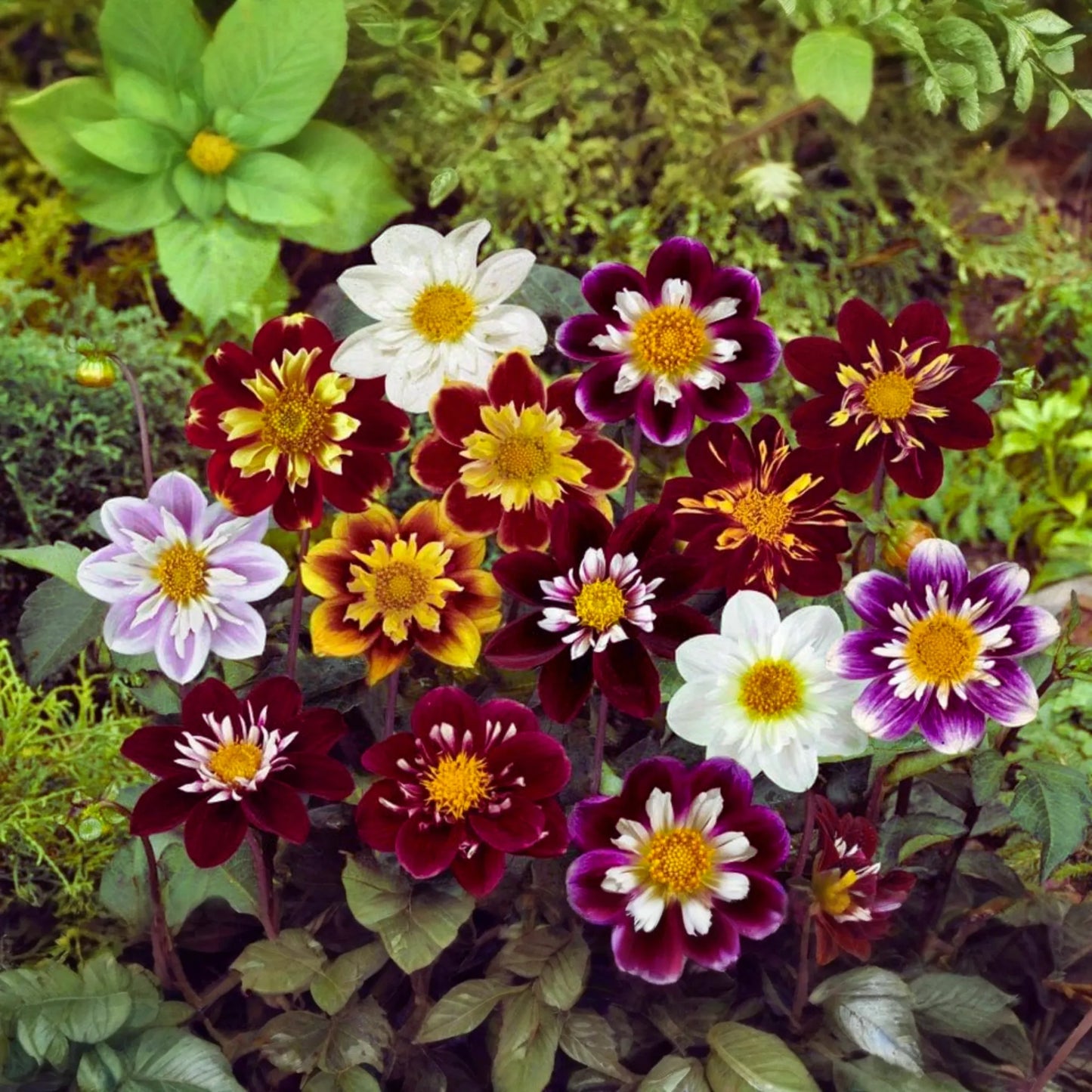Dahlia Seeds - Dandy Mix Variety - Flower Seeds - Dahlia variabilis - Colorful Blooms for Garden Planting