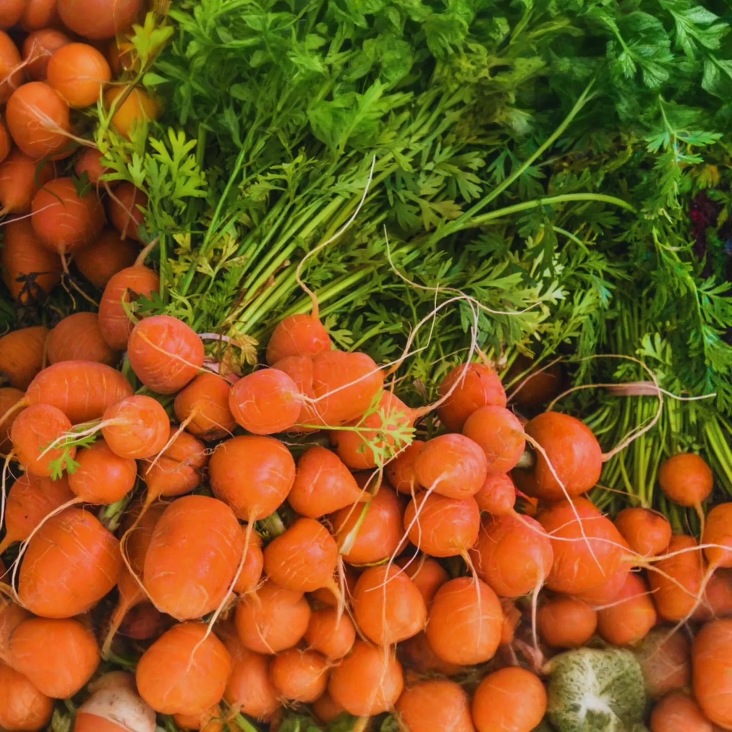 Parisian Carrot Seeds | Daucus Carota | Heirloom Vegetable Seeds | Organic, Non-GMO, Easy to Grow