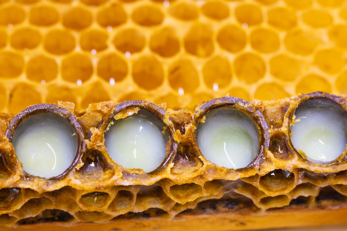 Royal Jelly Liquid Botanical Extract - Water Soluble