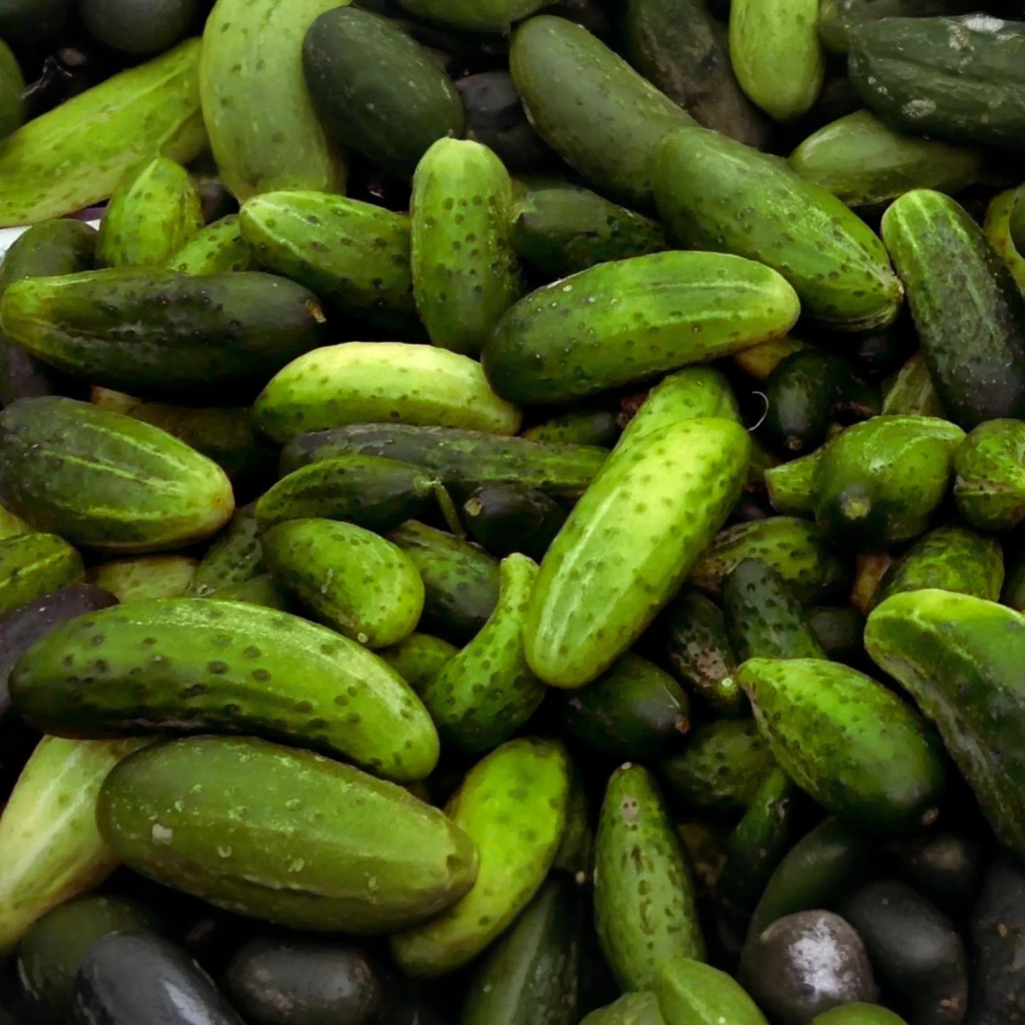 Boston Pickling Cucumber Seeds | NON-GMO | 2g Packet | Cucumis sativus