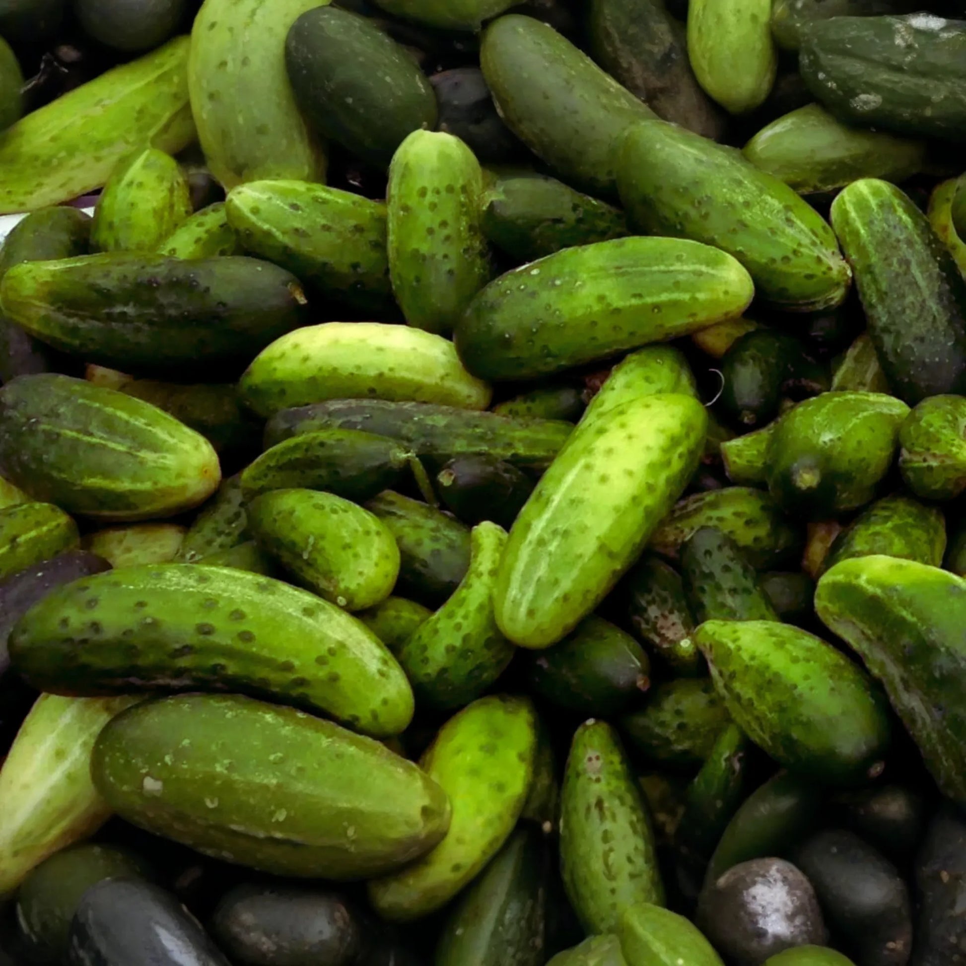 Boston Pickling Cucumber Seeds | NON-GMO | 2g Packet | Cucumis sativus