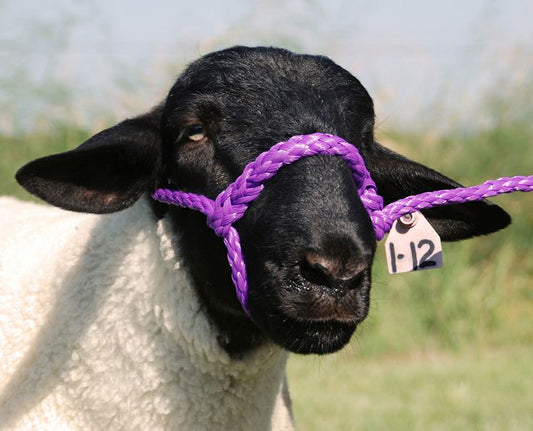 SHEEP HOLDING HALTER PURPLE