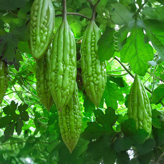 Bitter Gourd Seeds - White Skin Long - Karella, KuGua, Foo Qua - Asian Bitter Melon (Momordica charantia)