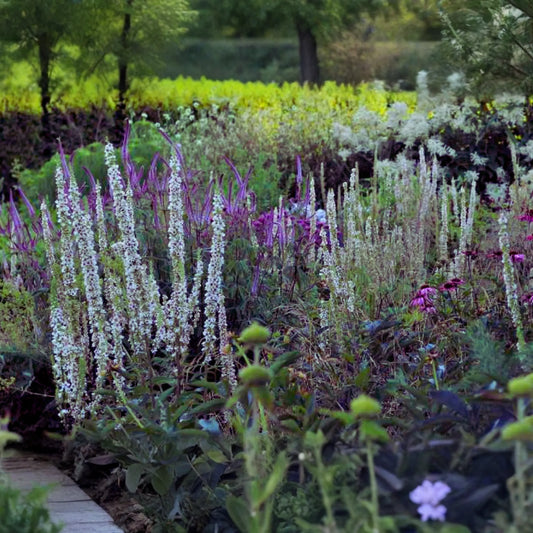Wedding Candles Flower Seeds - Verbascum Chaixii - Yellow Blooms - Perennial Flower Seeds