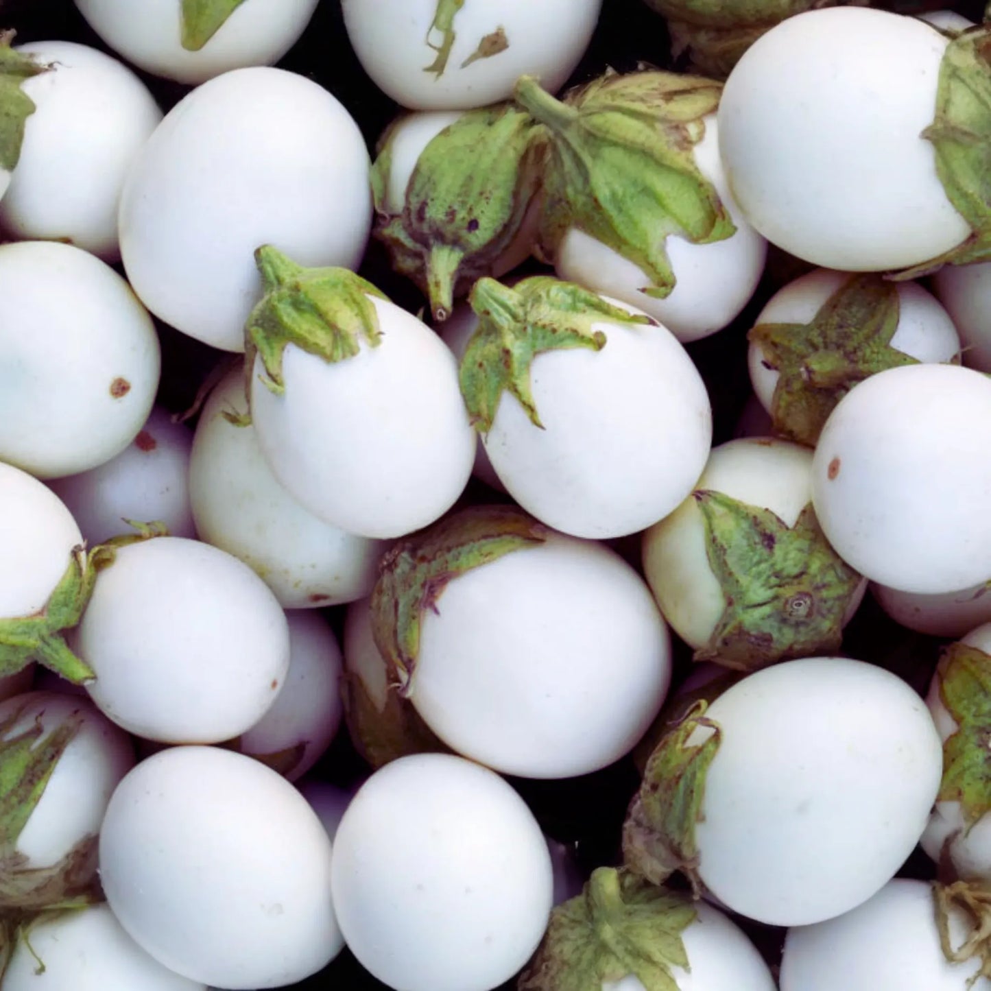 Small White Egg Eggplant Seeds, Thai/Easter Variety, Solanum melongena - Vegetable Seeds for Home Garden