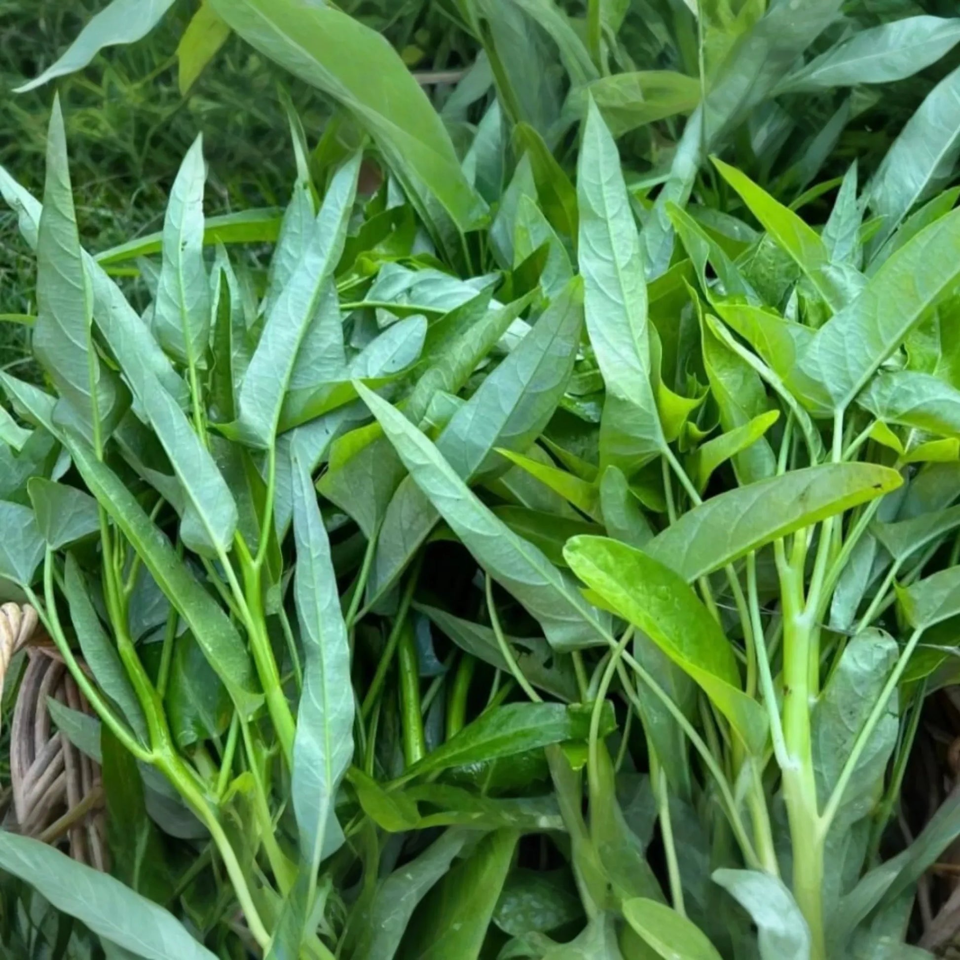 Thai Water Spinach Seeds 50+ Count | Ching Quat, Chinese Watercress, Ong Choy, Kong Xin Cai