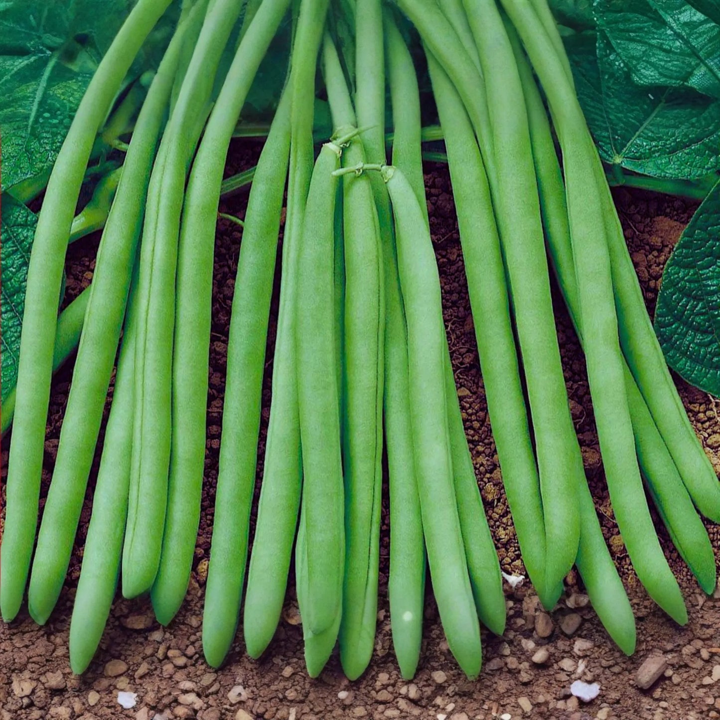 Contender Bush Bean Seeds | Stringless, Early Contender Variety | Phaseolus vulgaris