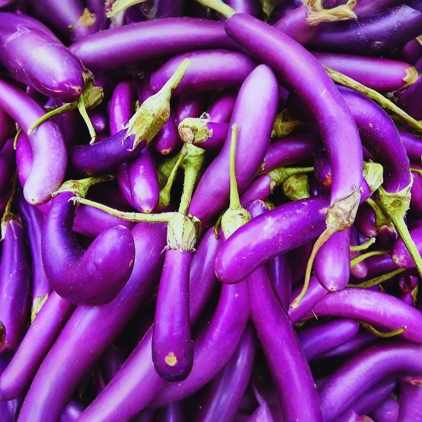 Long Purple Eggplant Seeds - Italian & Chinese Variety - Solanum melongena - Non-GMO, Heirloom, Garden Seeds