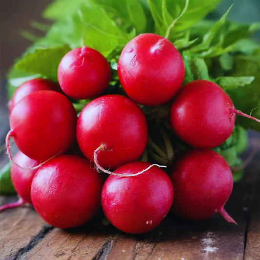 Crimson Giant Radish Seeds - Big Round Red Vegetable Seeds - Raphanus sativus