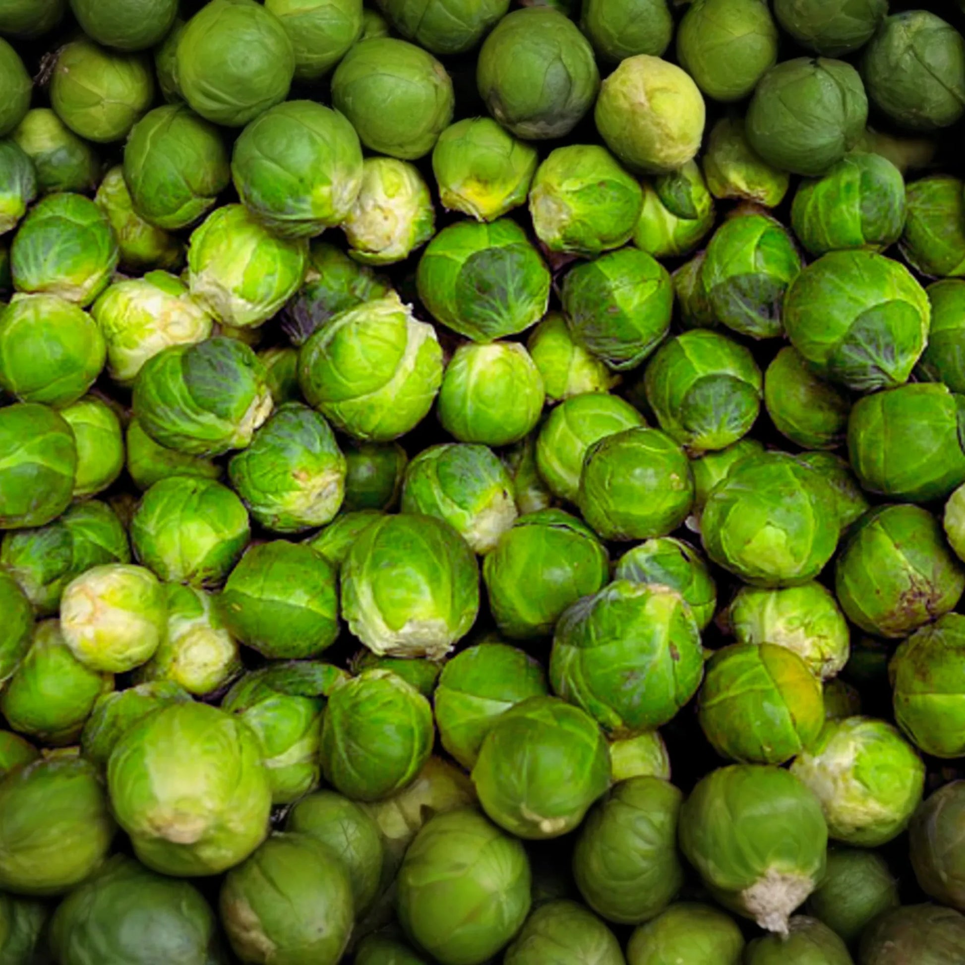 Brussels Sprouts Seeds | Long Island Improved Variety | Vegetable Seeds | Brassica oleracea