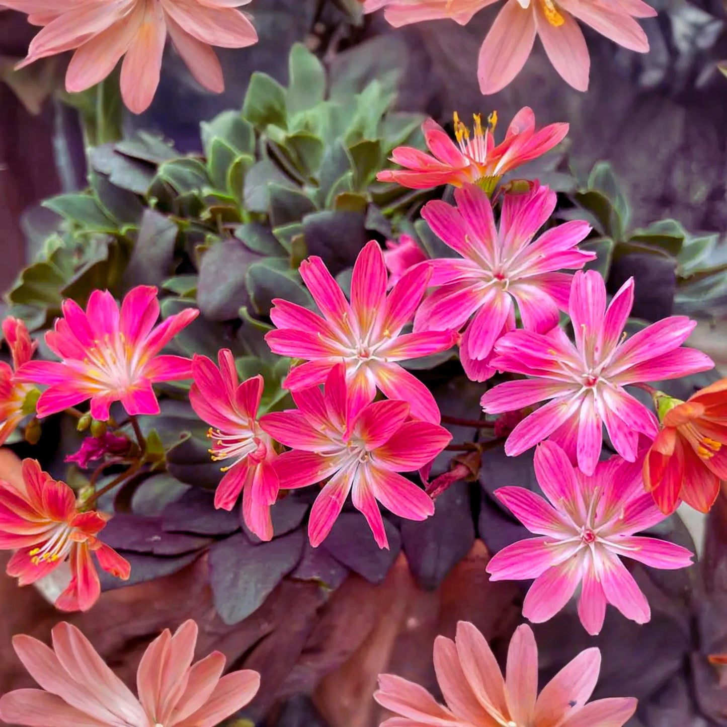 Lewisia Seeds - Sunset Strain - Lewisia Cotyledon - Flower Seeds for Garden Planting
