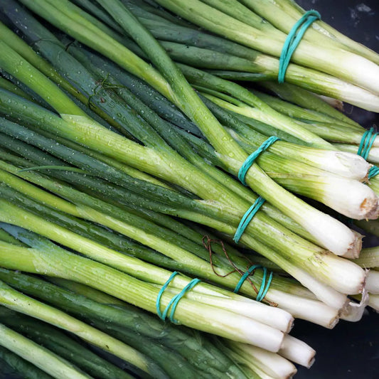 Green Onion Seeds, Evergreen Onion, Bunching Onion, Scallion, White Lisbon Variety