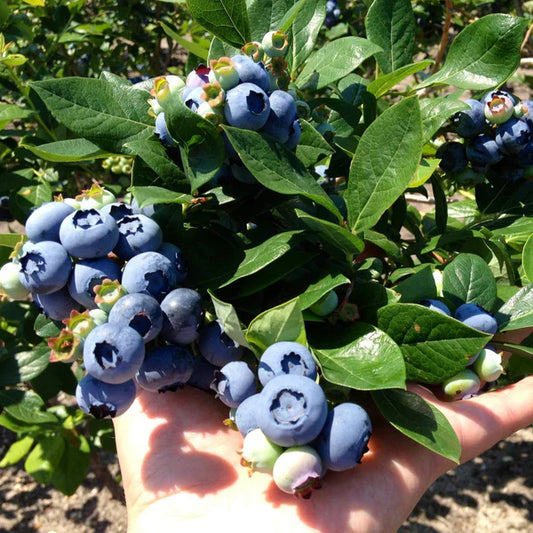 Toro Blueberry