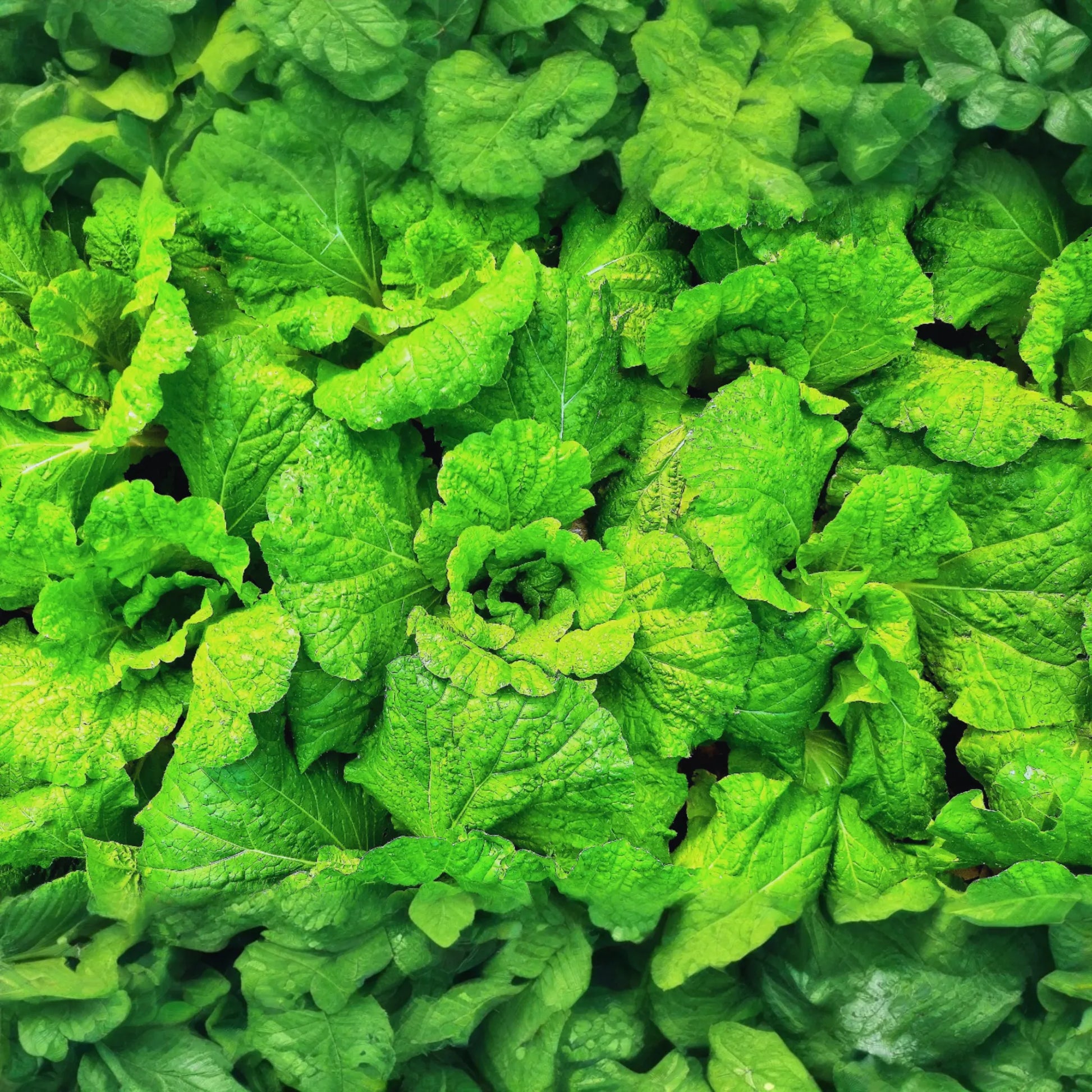 Prizehead Leaf Lettuce | Non-GMO | Fresh Leafy Greens | Lactuca sativa