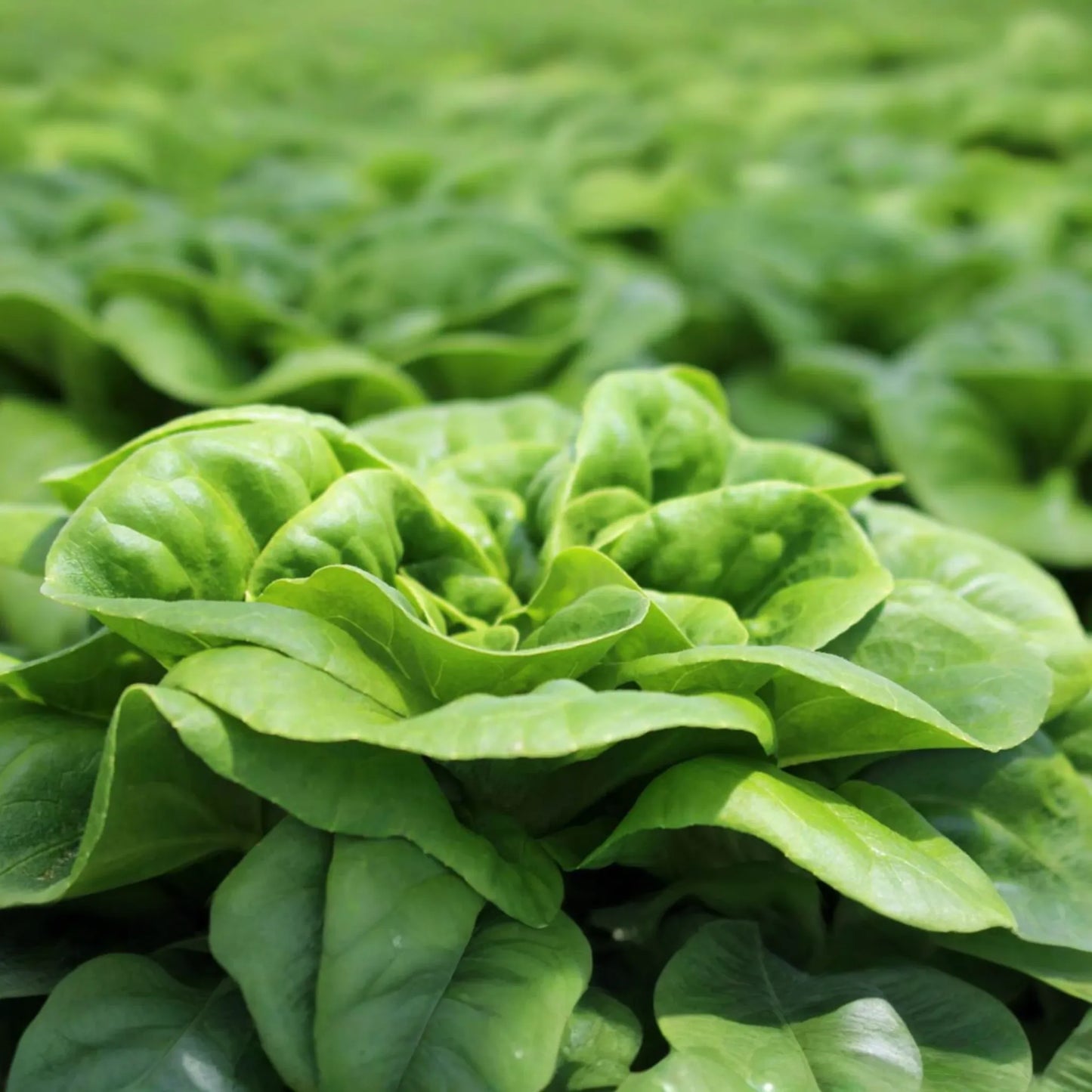 Buttercrunch Butterhead Lettuce Seeds – Early Green Variety | Lactuca sativa