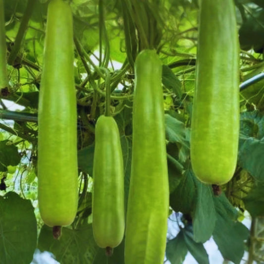 Wax Gourd Seeds, Winter Melon, Mokwa, Fuzzy Melon, Hairy Melon, Non-GMO